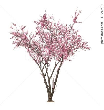 pink sacura tree pink sacura tree 18597495