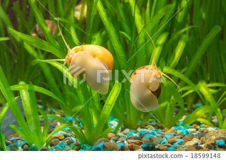 Two snails Ampularia yellow and brown striped glass aquarium 18599148