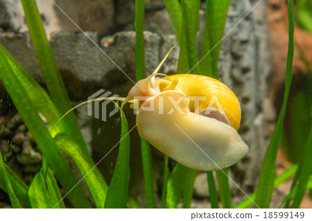Adult Ampularia snail crawling on the glass of the aquarium 18599149