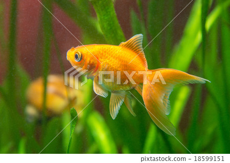 A goldfish in a tank with dirty water A goldfish in a tank with dirty water 18599151