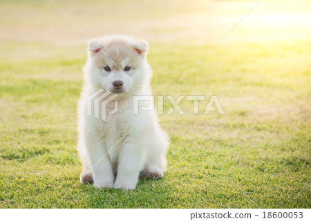cute siberian husky puppy
