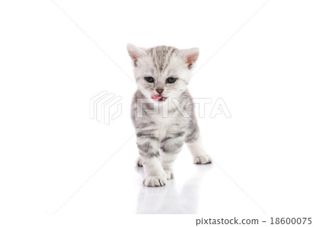 Cute American Shorthair Kitten Licking Lips Stock Photo