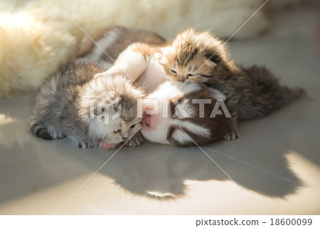 Puppy lying with kittens 18600099