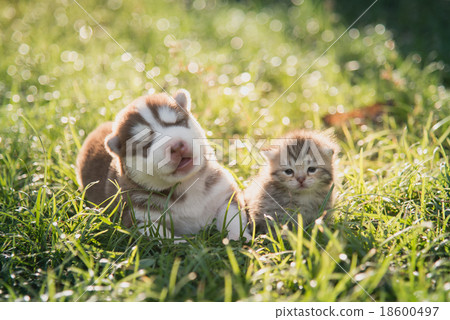 Cute siberian husky puppy and tabby kitten lying Cute siberian husky puppy and tabby kitten lying 18600497