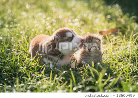 Cute siberian husky puppy and tabby kitten lying Cute siberian husky puppy and tabby kitten lying 18600499
