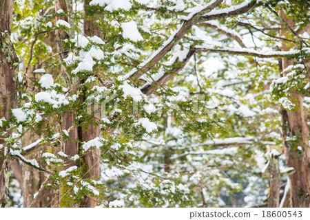 Snow Covered Pine Tree Branches Snow Covered Pine Tree Branches 18600543