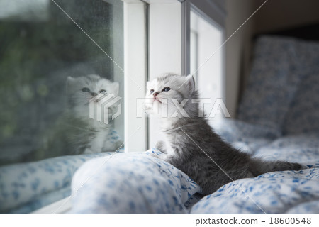 kitten sitting looking out the window kitten sitting looking out the window 18600548