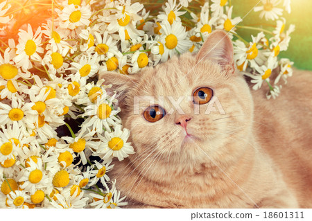 Portrait of cat with flowers 18601311