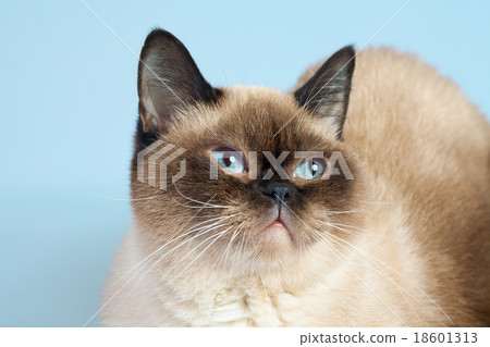 Portrait of siamese cat; 18601313