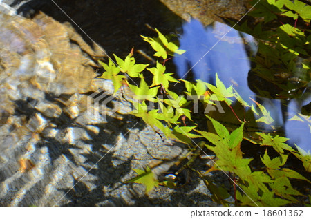 Koromo河水和秋葉 Koromo河水和秋葉 18601362