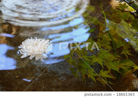 Koromo河水和秋葉 Koromo河水和秋葉 18601363