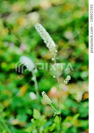 Sarashina Shuma 18601593