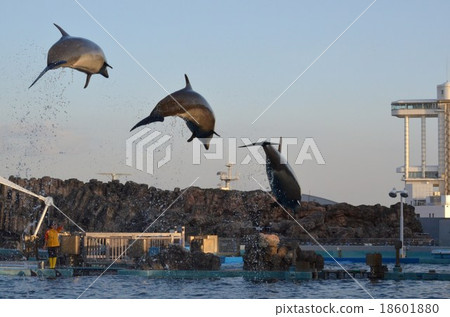 Nagoya Port Aquarium Dolphin Show Jump Nagoya Port Aquarium Dolphin Show Jump 18601880