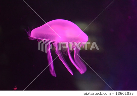 jellyfish  18601882