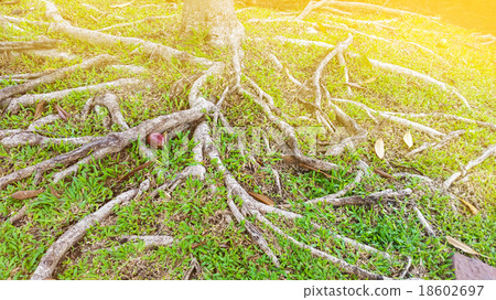 Roots of tree 18602697