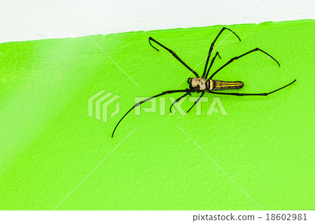 The golden silk orb-weaver 18602981