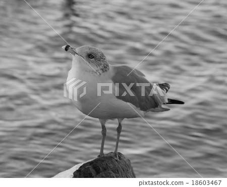 Beautiful black and white close-up of a gull 18603467