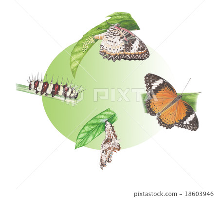 butterfly watercolor painting butterfly watercolor painting 18603946