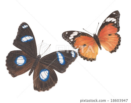 butterfly watercolor painting butterfly watercolor painting 18603947