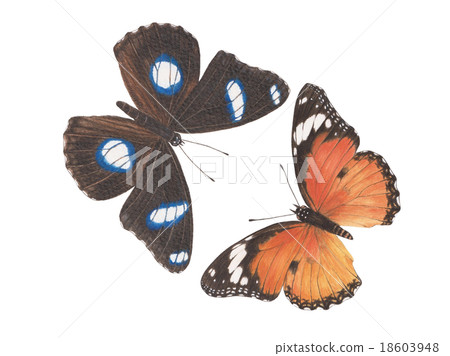 butterfly watercolor painting butterfly watercolor painting 18603948