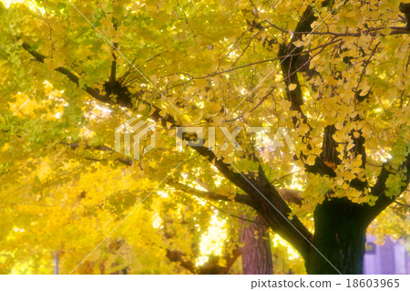 Autumn leaves of ginkgo trees 18603965