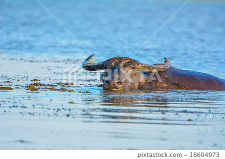 water buffalo  18604073