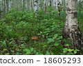 Porcini forest in the grass in birch forest 18605293