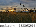 Rye forming ears on the sunset 18605294