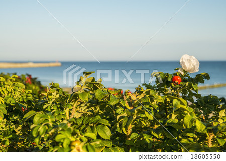Beach rose flower at the Baltic Sea Beach rose flower at the Baltic Sea 18605550