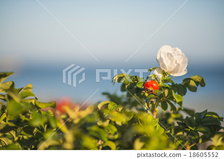 Beach rose flower at the Baltic Sea Beach rose flower at the Baltic Sea 18605552