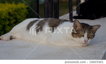 cat lying on cement fence cat lying on cement fence 18605981