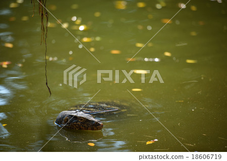 Asian water monitor in water Asian water monitor in water 18606719