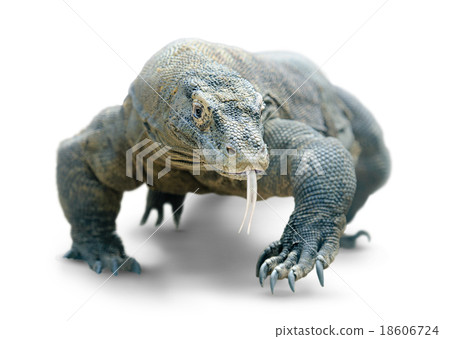Komodo dragon isolated Komodo dragon isolated 18606724