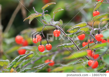 Whole grass fruit Toxic but having medicinal effects such as antitumor effect 18607070