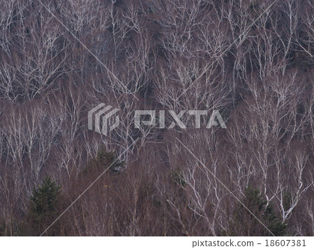 抗震竹林 18607381