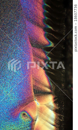 Crystal micrograph of vitamin c 18607736