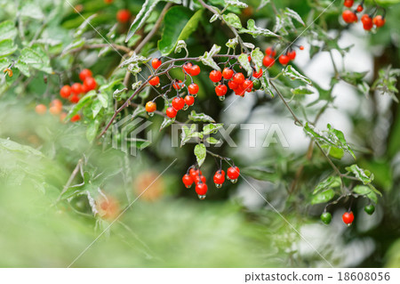 Whole grass fruit Toxic but medicinal herbs 18608056