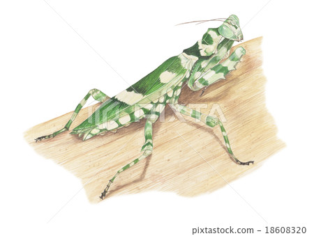 bug painting 18608320