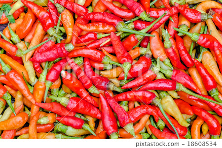 Red guinea-pepper 18608534