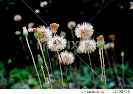Senbon Spear Autumn type flowers and fluff 18608706
