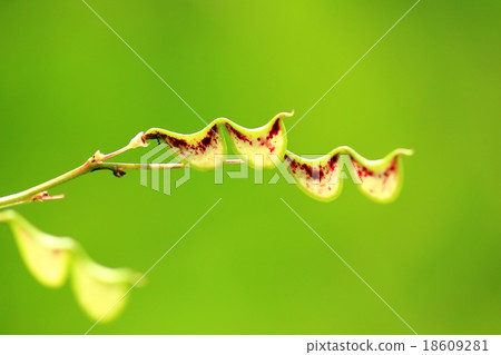 Natural plant Nusubitohagi, fruit, so-called "sticking". There are seeds in the half circle one by one 18609281