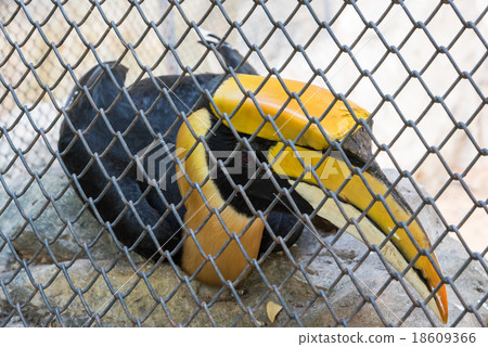 Lesser adjutant stork in the zoo 18609366