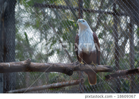 Lesser adjutant stork in the zoo 18609367