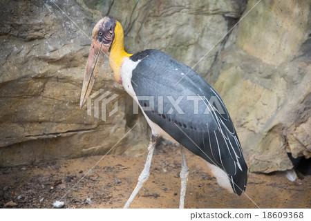 Lesser adjutant stork in the zoo Lesser adjutant stork in the zoo 18609368