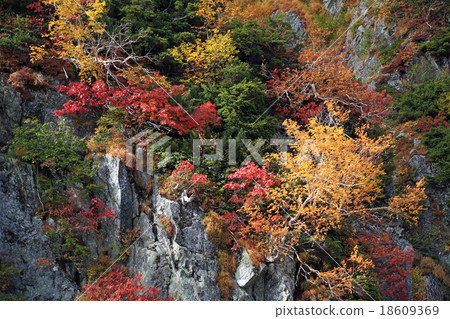 黑部谷秋葉 18609369
