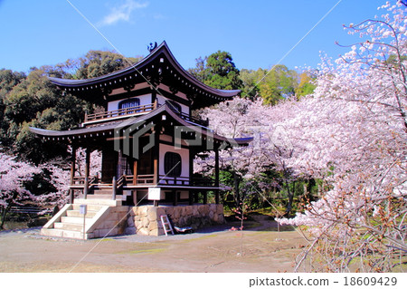 Temple (Kyoto Yamina) Sakura blooming in the garden 18609429