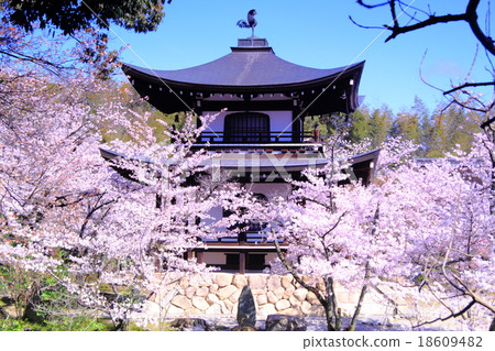 Temple (Kyoto Yamina) Sakura blooming in the garden Temple (Kyoto Yamina) Sakura blooming in the garden 18609482