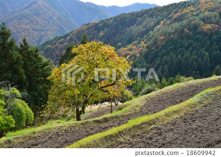 Mountain village landscape (persimmon trees and rice terraces and mountains) (Mangan-machi, Kagawa prefecture) Mountain village landscape (persimmon trees and rice terraces and mountains) (Mangan-machi, Kagawa prefecture) 18609942