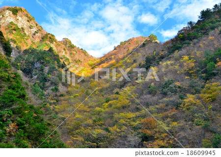 Yellow leaf Ryugatsake (Tokushima prefecture Nishiya) Yellow leaf Ryugatsake (Tokushima prefecture Nishiya) 18609945