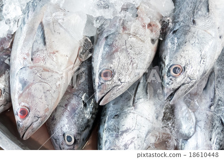 Tuna Fish on Ice on white background Tuna Fish on Ice on white background 18610448